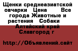 Щенки среднеазиатской овчарки › Цена ­ 1 - Все города Животные и растения » Собаки   . Алтайский край,Славгород г.